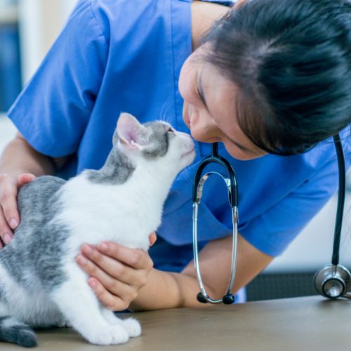 Woman vet touching her nose to the cats nose showing affection