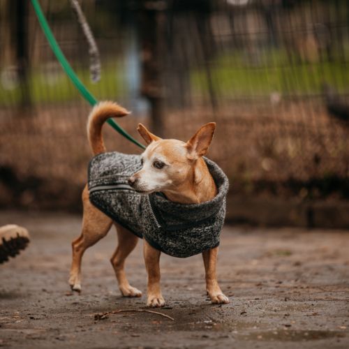 cute dog walking in the park