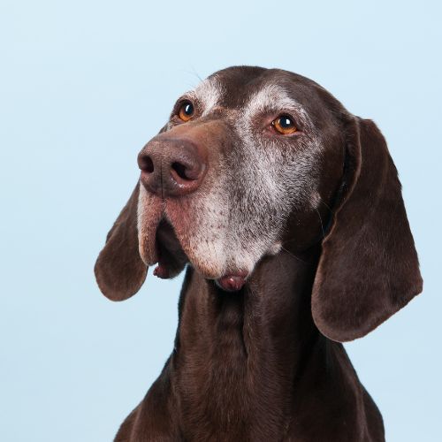 Older dog sitting for a portrait photo