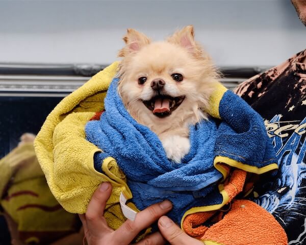 toy pom sitting nicely and watching