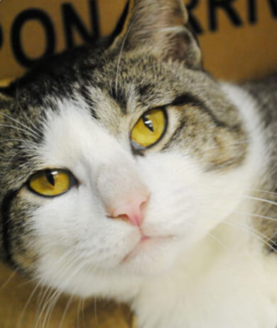 cat close up