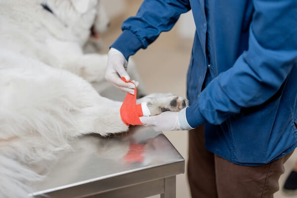 Dog getting a bandage