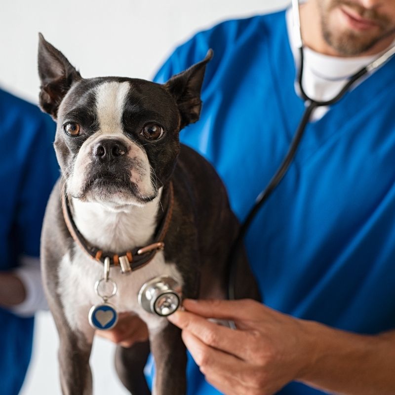 Cute dog getting checked out at the vet