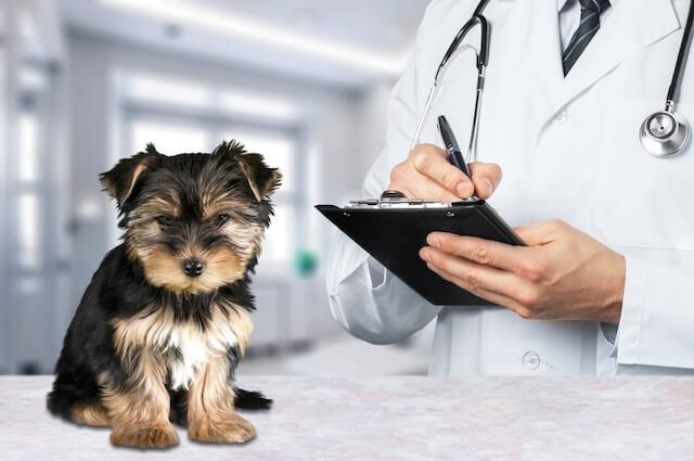 International Health Certificates